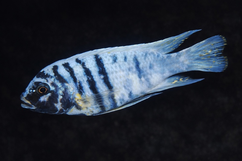 Maylandia fainzilberi 'Thumbi Point'